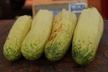 Pallid zucchini infected by Zucchini yellow mosaic virus